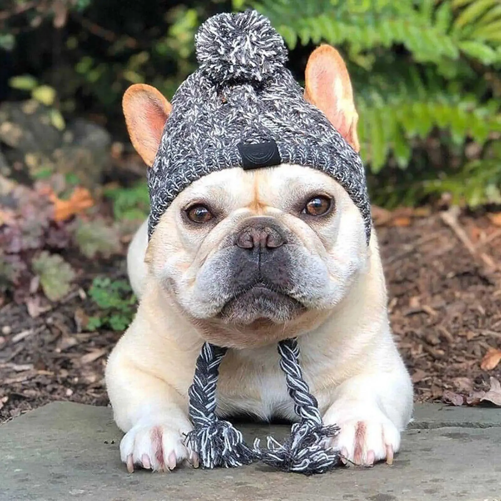 Windproof Knitted Winter Dog Hat with Fluffy Ball - French Bulldog & Chihuahua Sizes